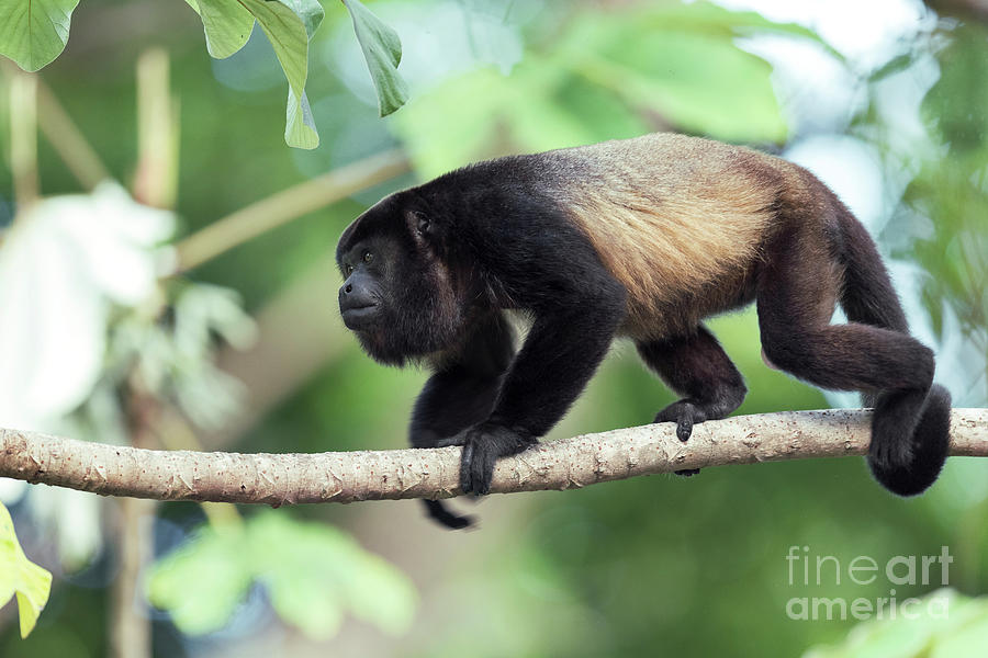 Wildlife Photograph - Mantled Howler Monkey #2 by Dr P. Marazzi/science Photo Library
