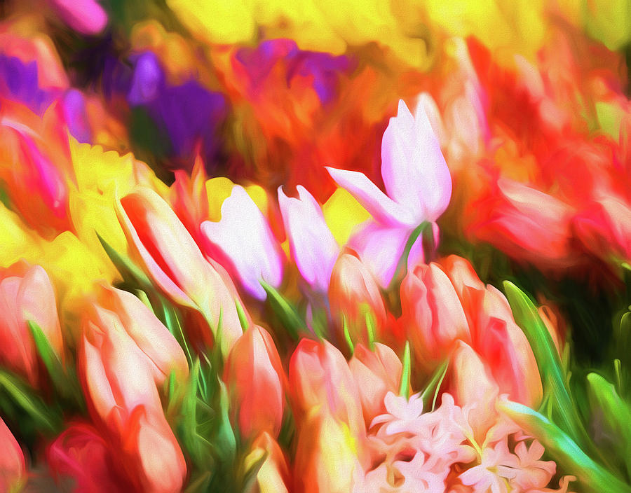 Many Colorful Tulips #2 Photograph by Darryl Brooks