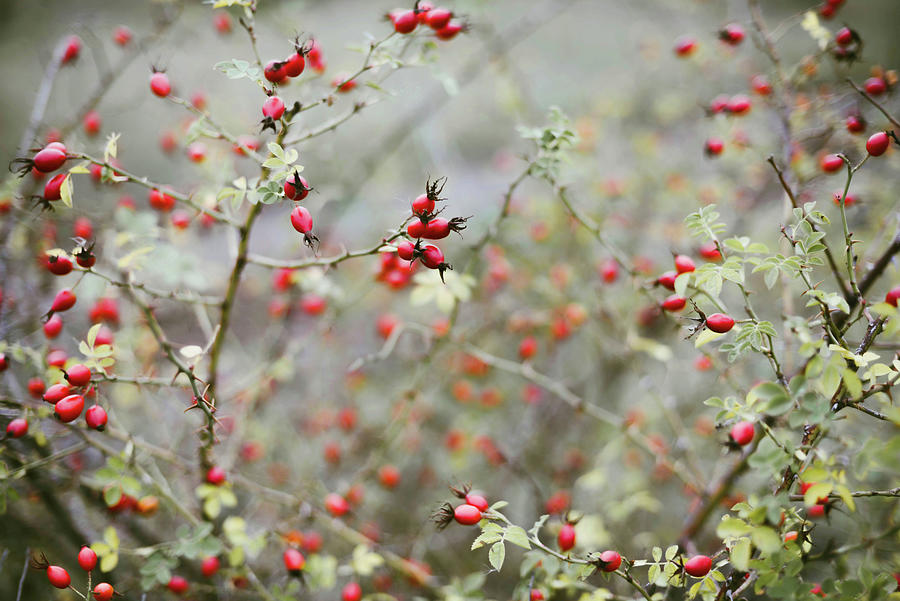 Nature Photograph - Many Red Ripe Berries On Thin Tree Or Bush Branches In Forest #2 by Cavan Images