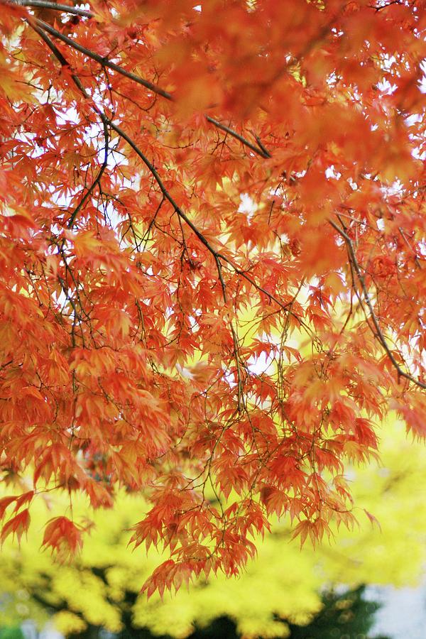 Maple Tree With Autumn Foliage #2 Photograph by Alexandra Panella