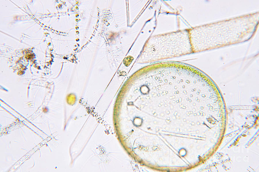 Marine Plankton #2 Photograph by Choksawatdikorn / Science Photo Library