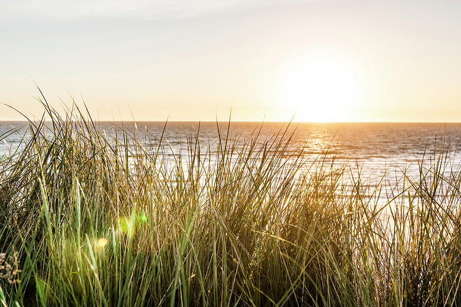 Marram Grass In Sunset, Kampen, Sylt, Schleswig-holstein, Germany #2 