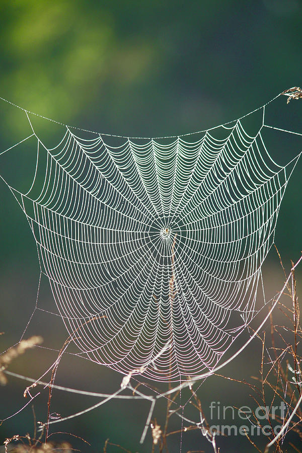 Marsh Spider Web #1 Photograph by Carol Groenen