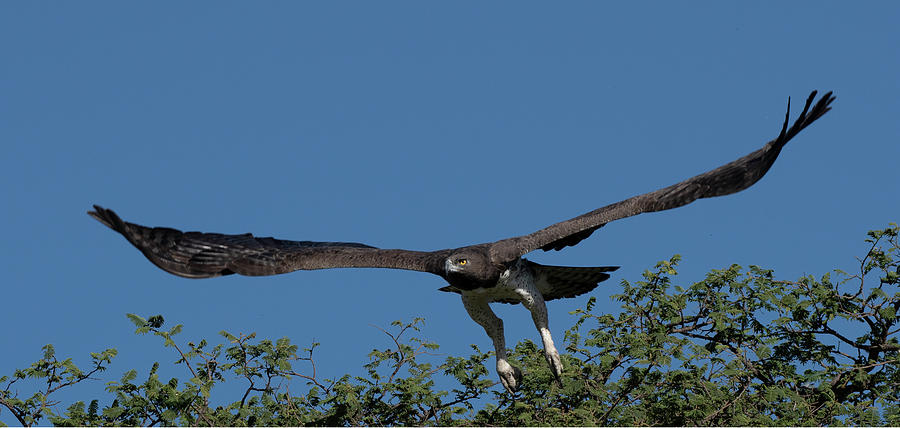 Martial Eagle #2 Photograph by Patrick Nowotny