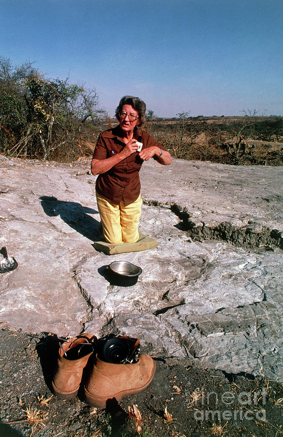 Portrait Photograph - Mary Leakey On Site At Laetoli #2 by John Reader/science Photo Library