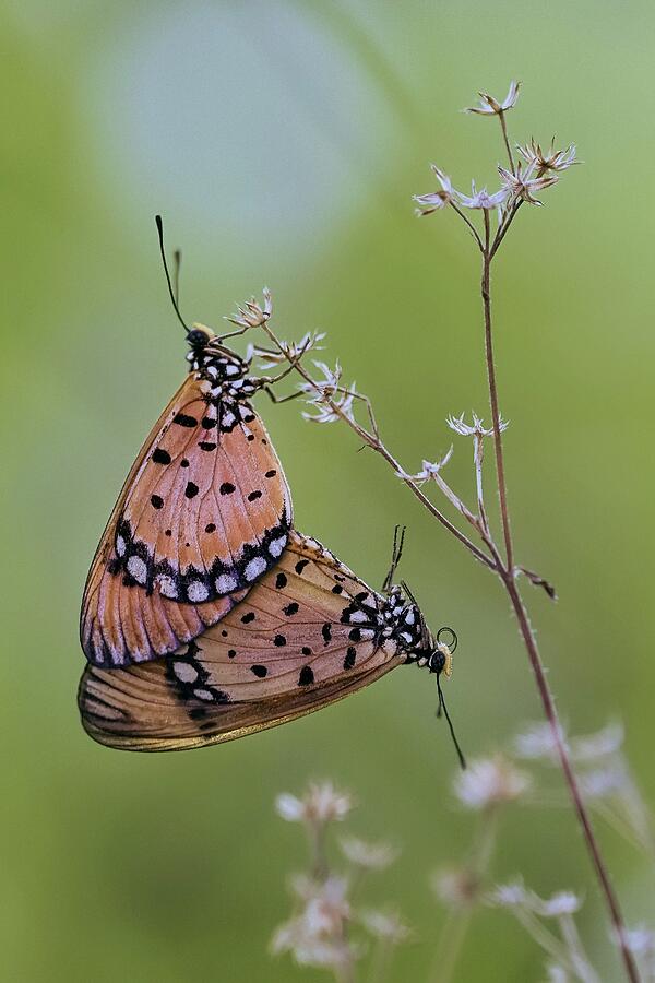 Mating Moment Of Butterfly #2 Photograph by Wahyu Winda