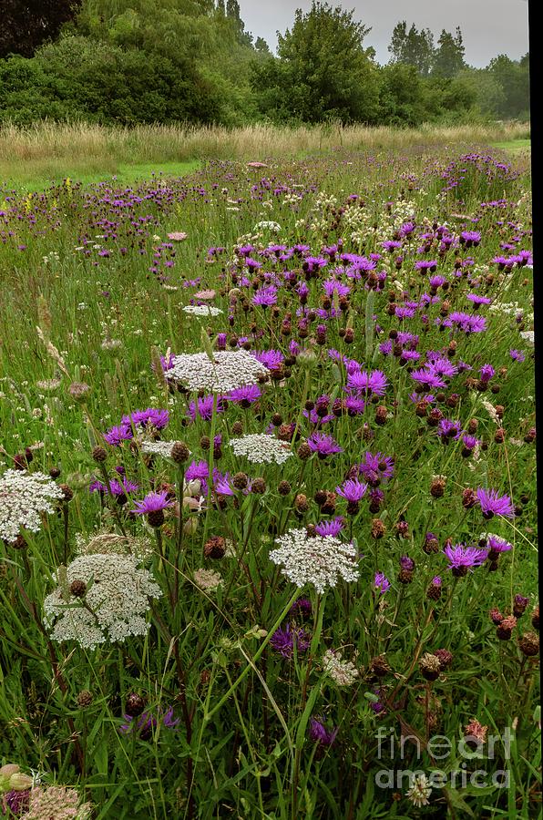 Meadow Flowers #2 Photograph by Bob Gibbons/science Photo Library