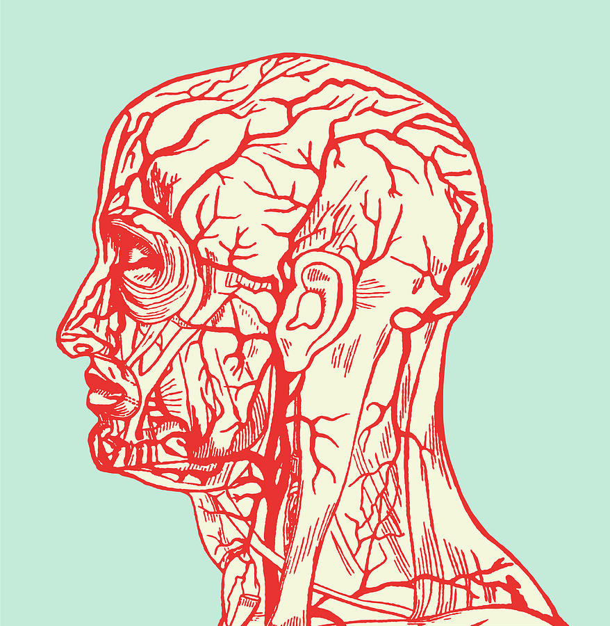 Vintage Drawing - Medical Drawing of Head #2 by CSA Images