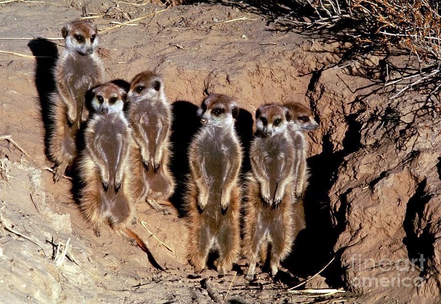 Meerkat Photograph - Meerkats #2 by Peter Chadwick/science Photo Library