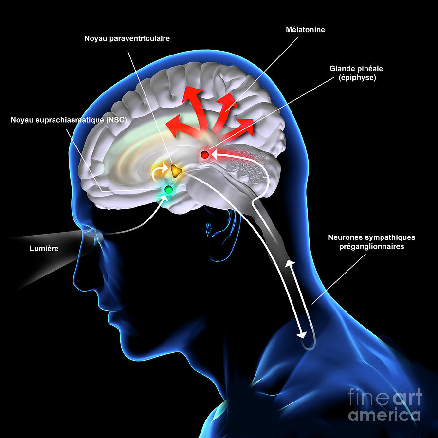 Melatonin Secretion Photograph by Fernando Da Cunha/science Photo