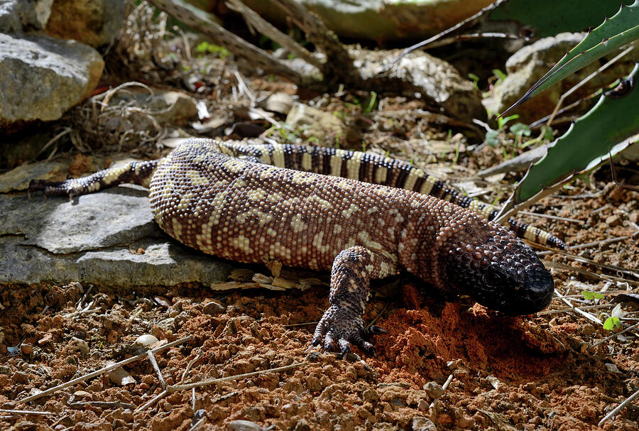 Mexican Beaded Lizard Captive, Endemic To Mexico. Venomous #2 ...