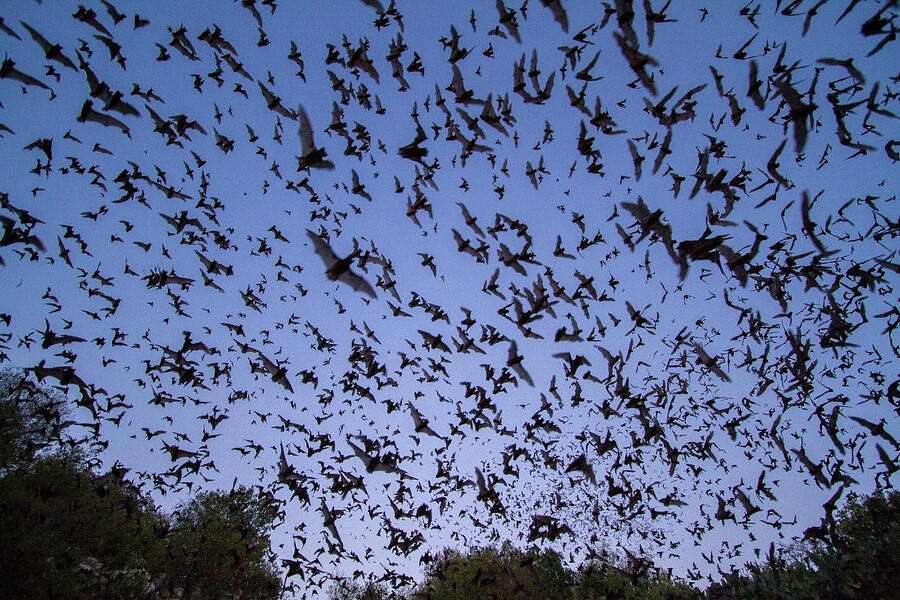 Mexican Free-tailed Bats, , Leaving Bracken Cave, Texas. #2 Photograph by Huw Cordey / Naturepl.com Mexican Free-tailed Bats, , Leaving Bracken Cave, Texas. #2 Photograph by Huw Cordey / Naturepl.com