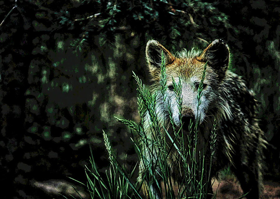 Mexican Grey Wolf #2 Digital Art by Ernest Echols