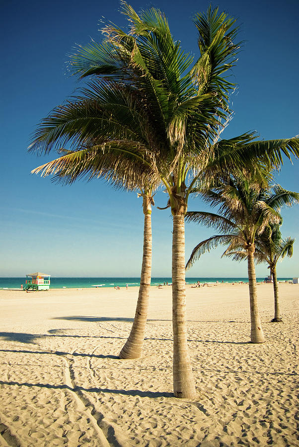 Palms at Miami Beach, Florida Stock Photo - Image of palms, summer