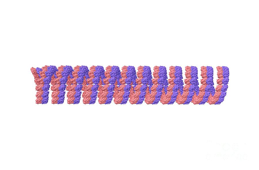 Microtubule #2 Photograph by Dr. Victor Padilla-sanchez, Phd / Washington Metropolitan University/science Photo Library