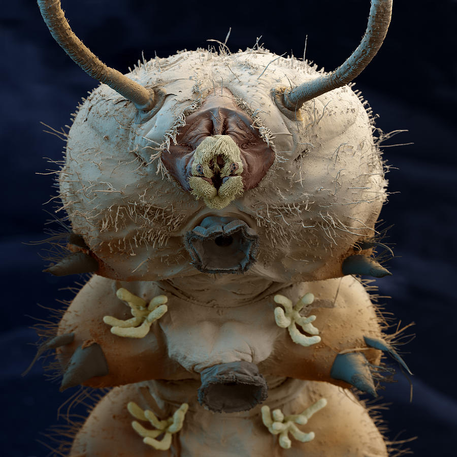 Midge Larva, Sem #2 Photograph by Meckes/ottawa