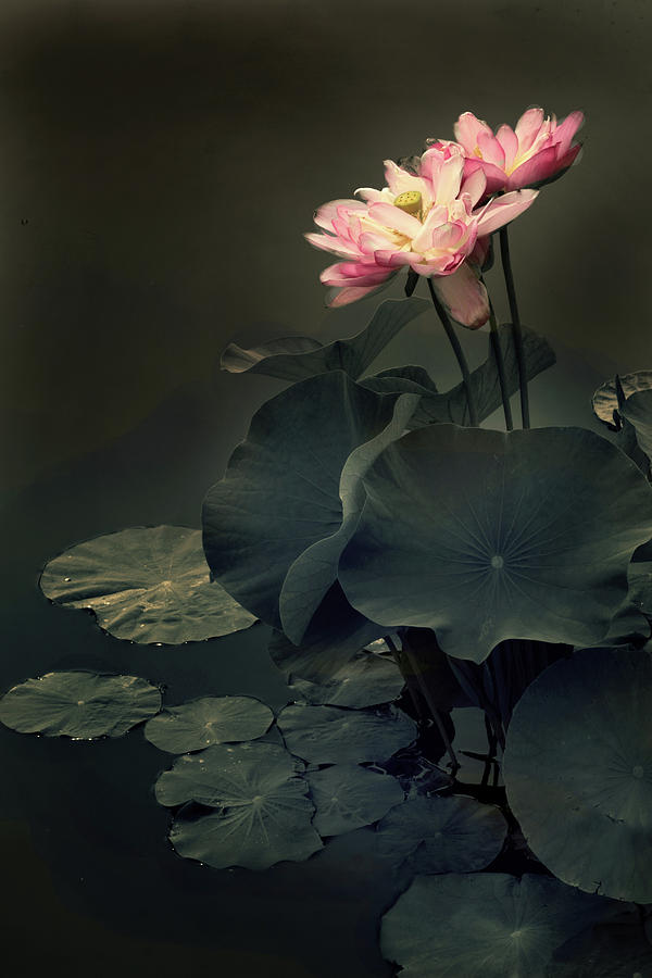 Flower Photograph - Midnight Lotus by Jessica Jenney