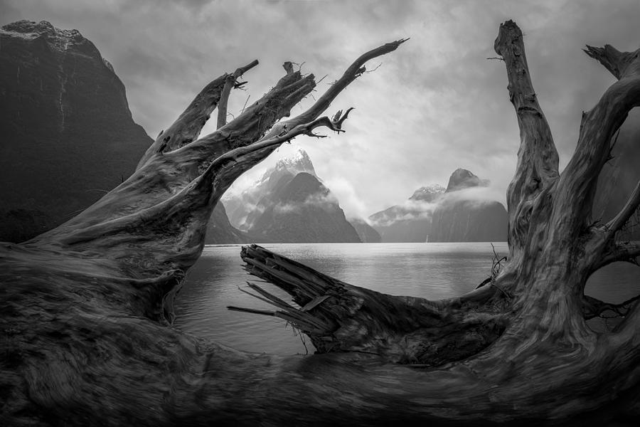 Milford Sound #2 Photograph by Jingshu Zhu