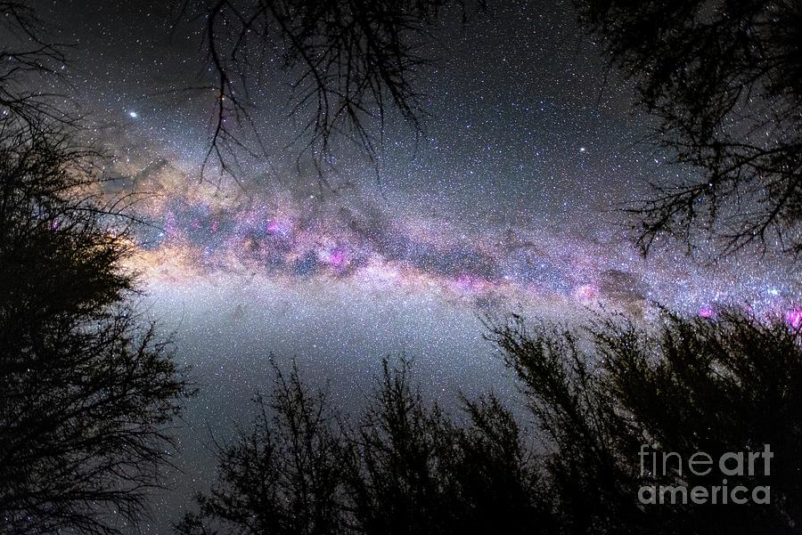 Milky Way Over Trees Photograph by Miguel Claro/science Photo Library ...