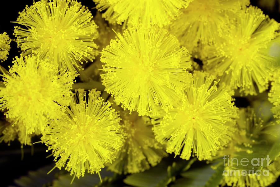 Mimosa (acacia Dealbata Subalpina) #2 Photograph by Dr Keith Wheeler/science Photo Library
