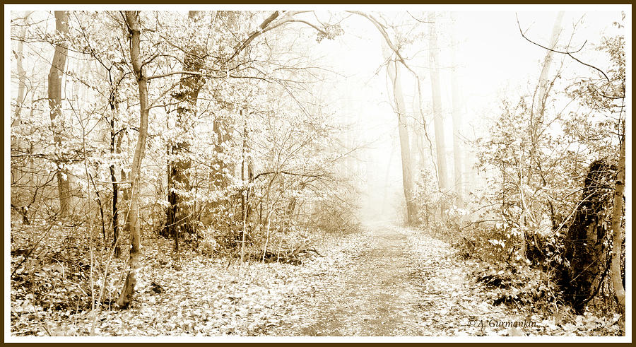 Misty Forest Morning #2 Photograph by A Macarthur Gurmankin