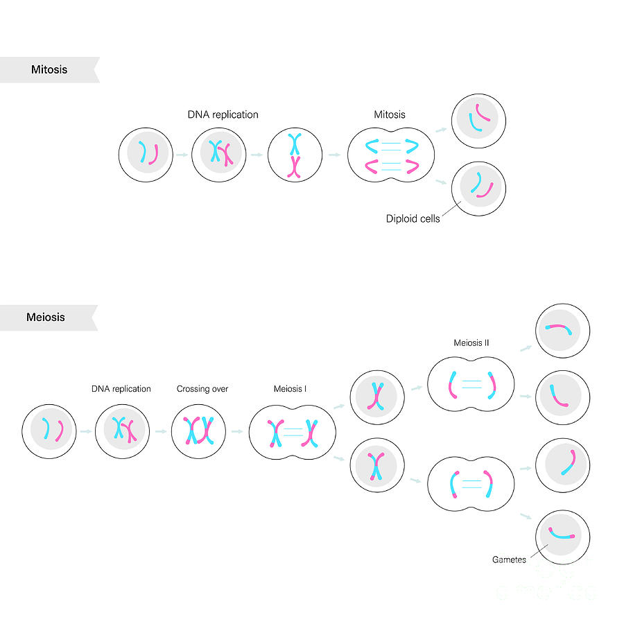 Mitosis And Meiosis Photograph By Pikovit Science Photo Library Fine Art America 1409