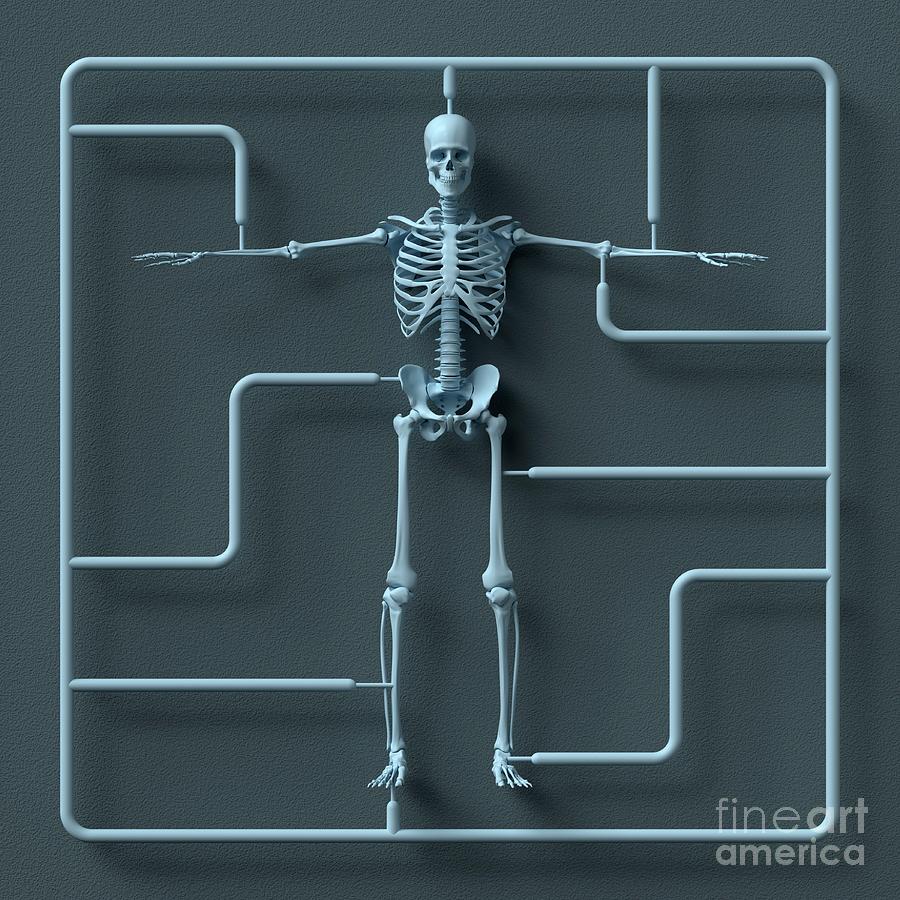 Skeleton Photograph - Model Skeleton Kit #2 by Ventris/science Photo Library