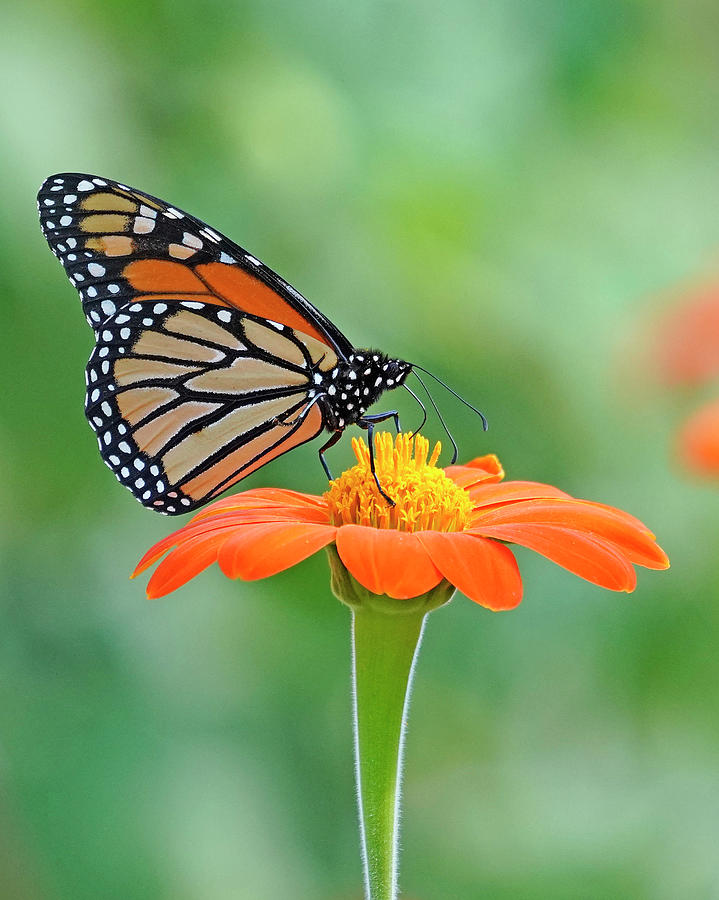 Monarch 2 Photograph by Mike Dickie - Fine Art America