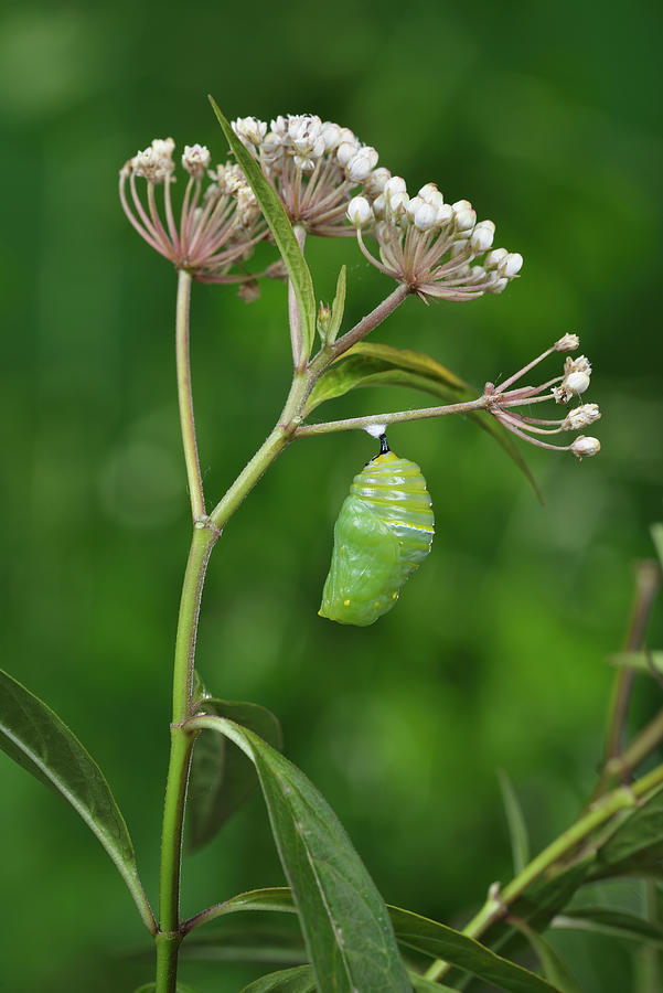 Wildlife Photograph - Monarch Butterfly Caterpillar Pupating On Aquatic Milkweed #2 by Rolf Nussbaumer / Naturepl.com