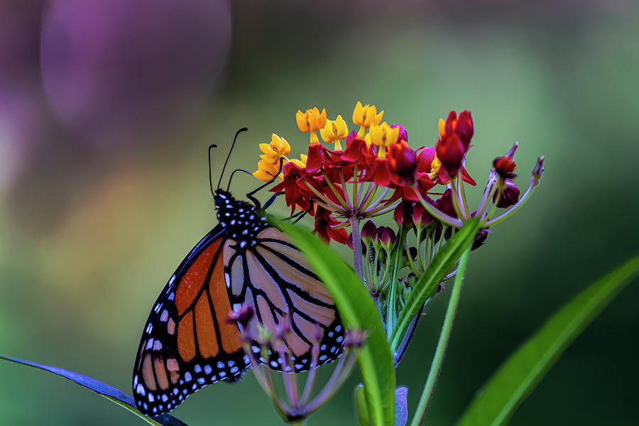 Monarch Butterfly Feeding #2 Photograph by Robert Ullmann