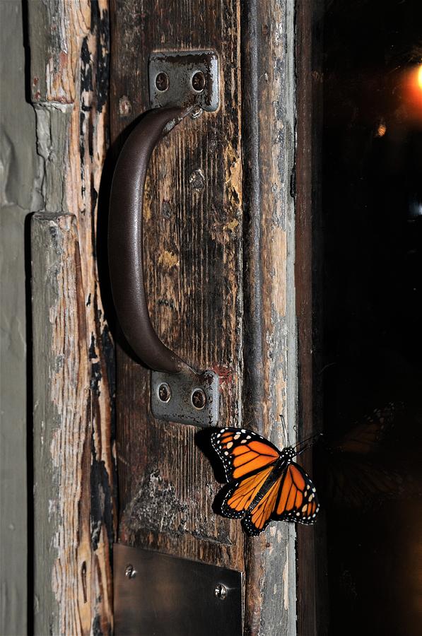 Monarch Butterfly In New Orleans #1 Photograph by Michael Hoard