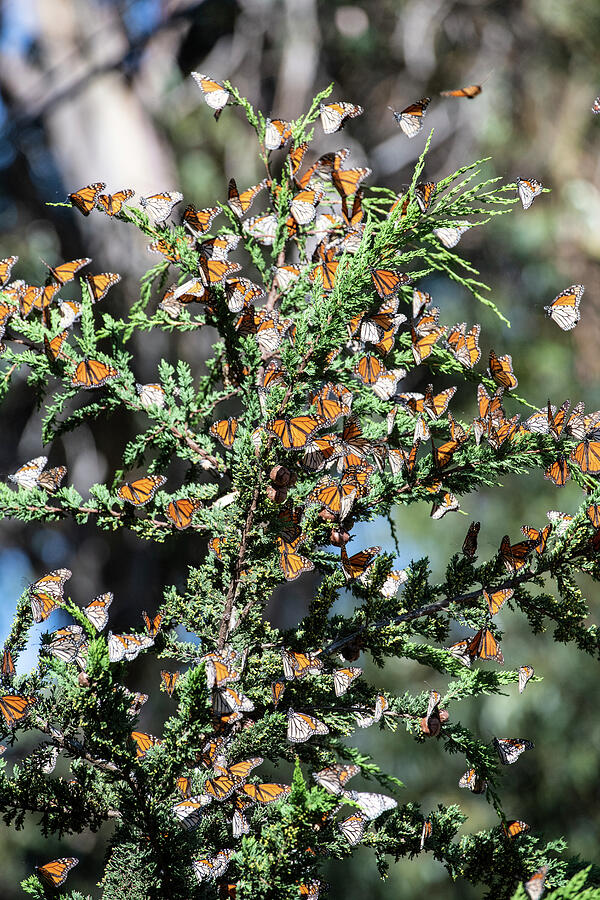 Wildlife Photograph - Monarch Butterfly,, Migrating Group Resting In Tree Pismo #2 by Doc White / Naturepl.com