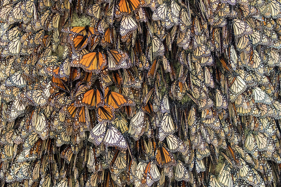 Nature Photograph - Monarch Butterfly, Wintering From November To March, In #2 by Sylvain Cordier / Naturepl.com