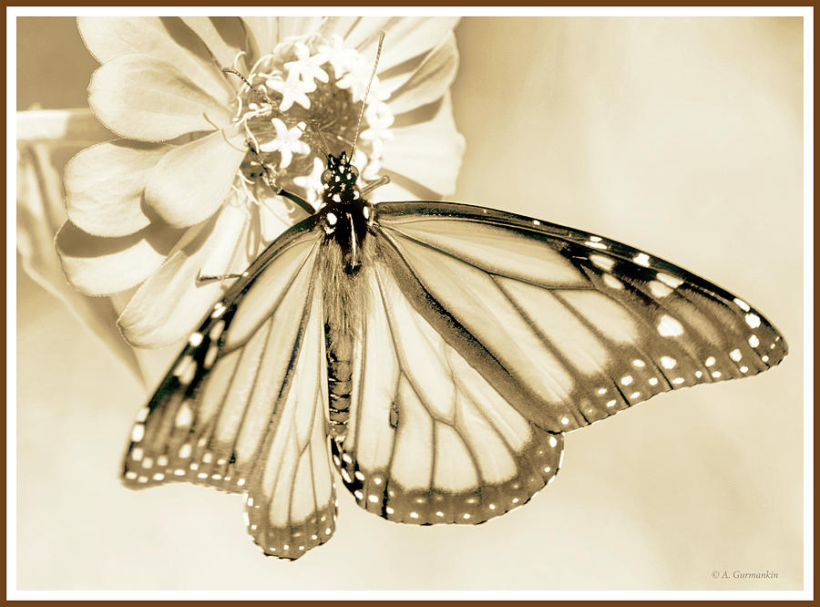 Monarch Butterfly, Zinnia Flower #2 Photograph by A Macarthur Gurmankin