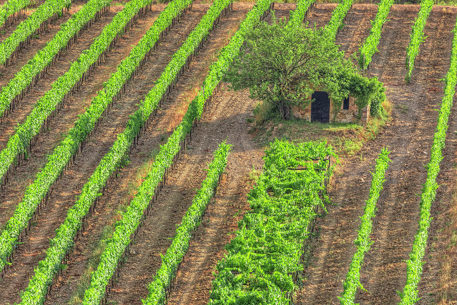 Wine Photograph - Montalcino - Italy #2 by Joana Kruse