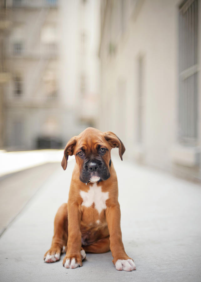 San Francisco Photograph - 2 Month Old Boxer Puppy Standing In by Diyosa Carter