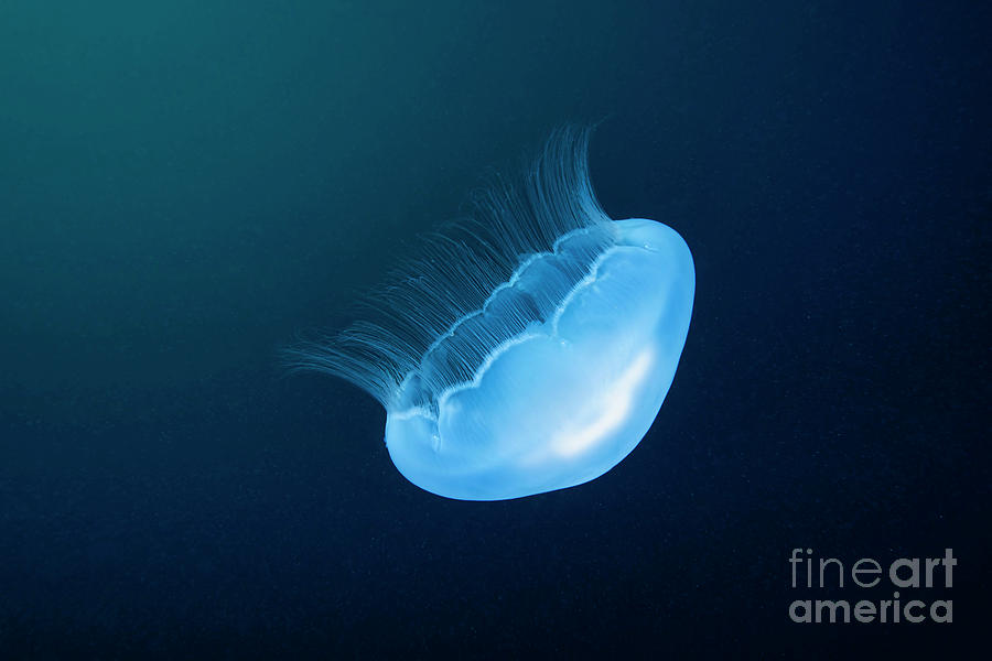 Nature Photograph - Moon Jellyfish #2 by Alexander Semenov/science Photo Library