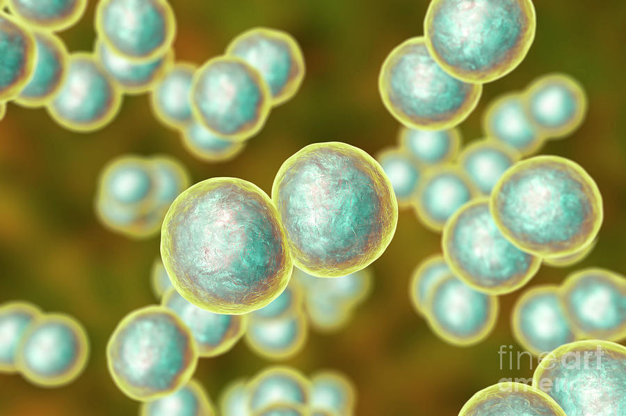 Moraxella Catarrhalis Bacteria Photograph by Kateryna Kon/science Photo ...