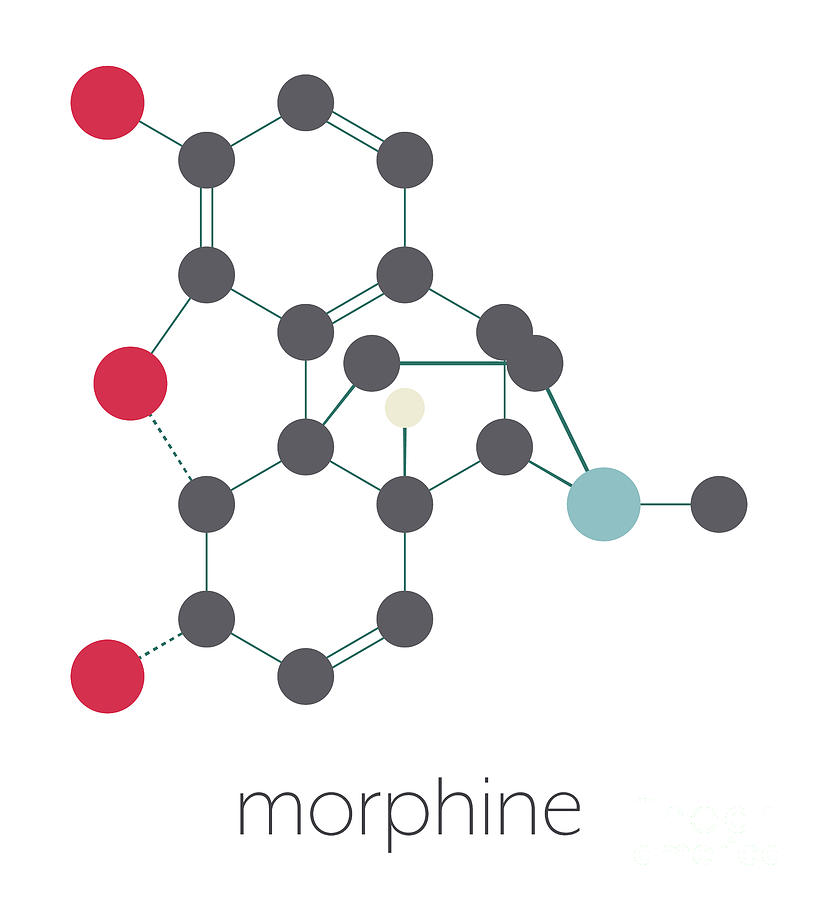 Morphine Pain Drug Molecule #2 Photograph by Molekuul/science Photo Library