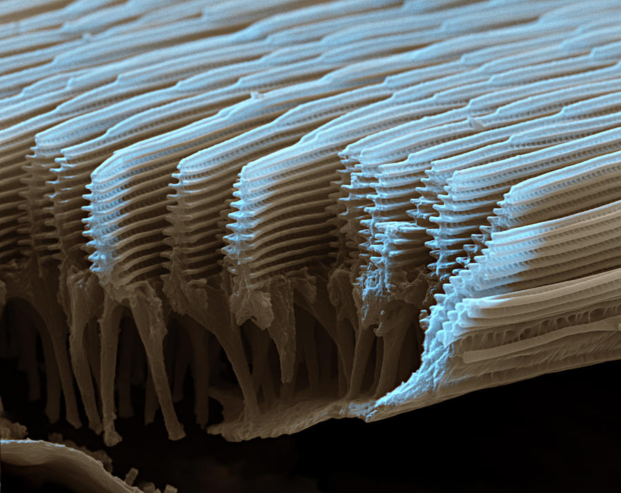 Morpho Butterfly Scales, Sem #2 Photograph by Eye Of Science