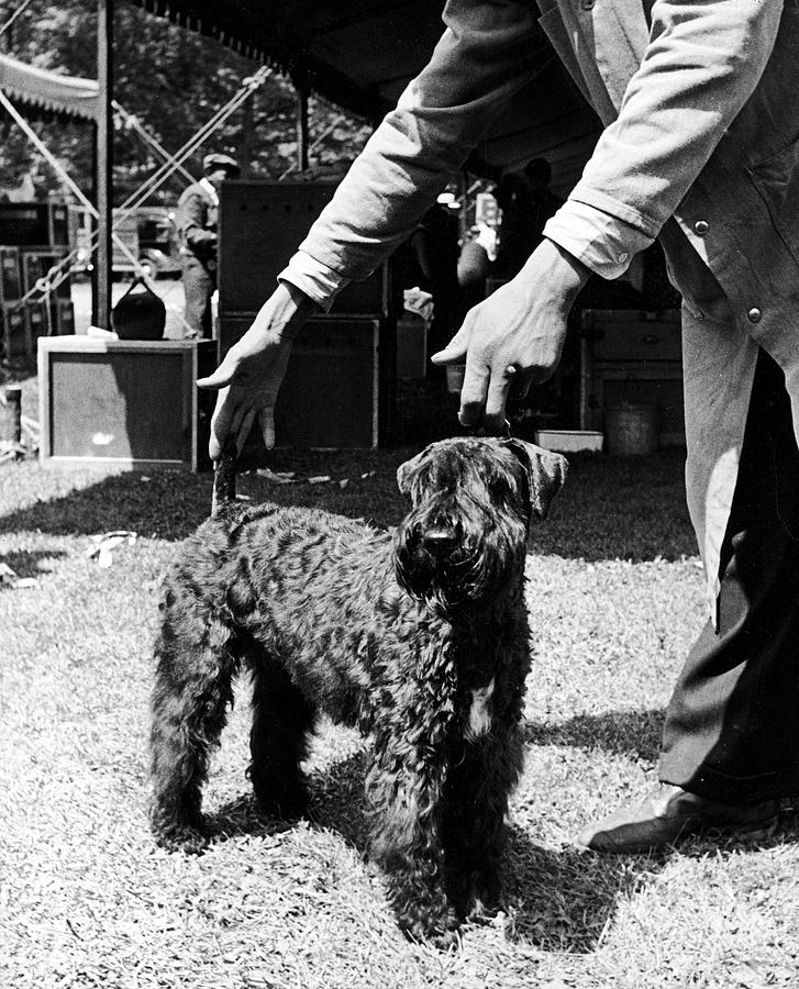 Black And White Photograph - Morris and Essex Dog Show #4 by Alfred Eisenstaedt