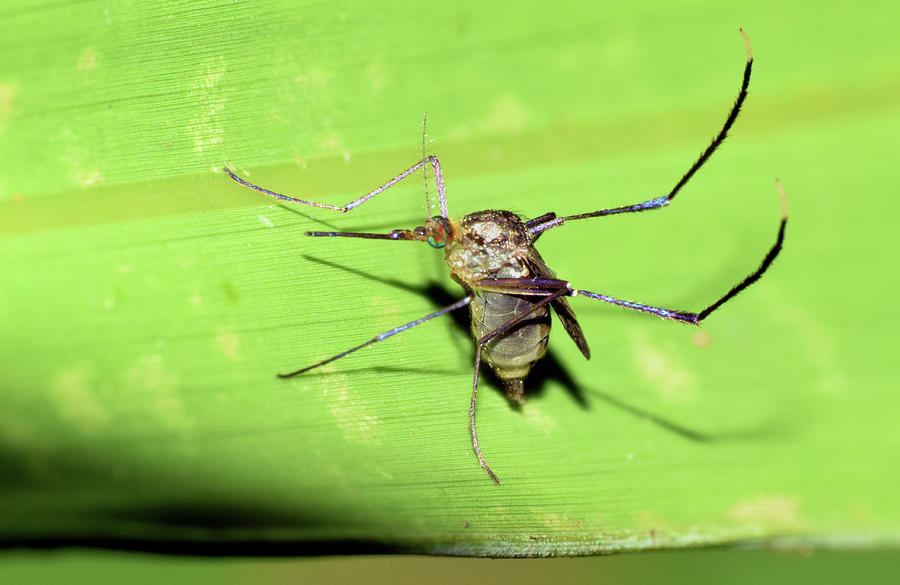 Mosquito Photograph