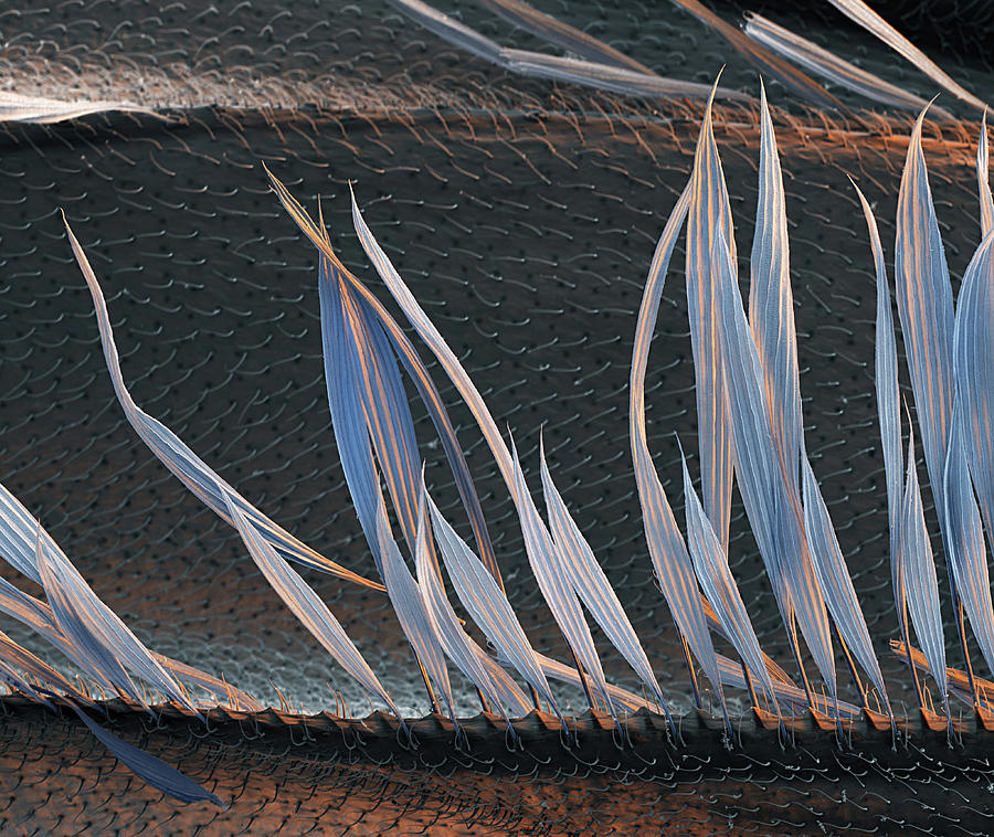 Mosquito Wing Scales, Sem #2 Photograph by Oliver Meckes EYE OF SCIENCE