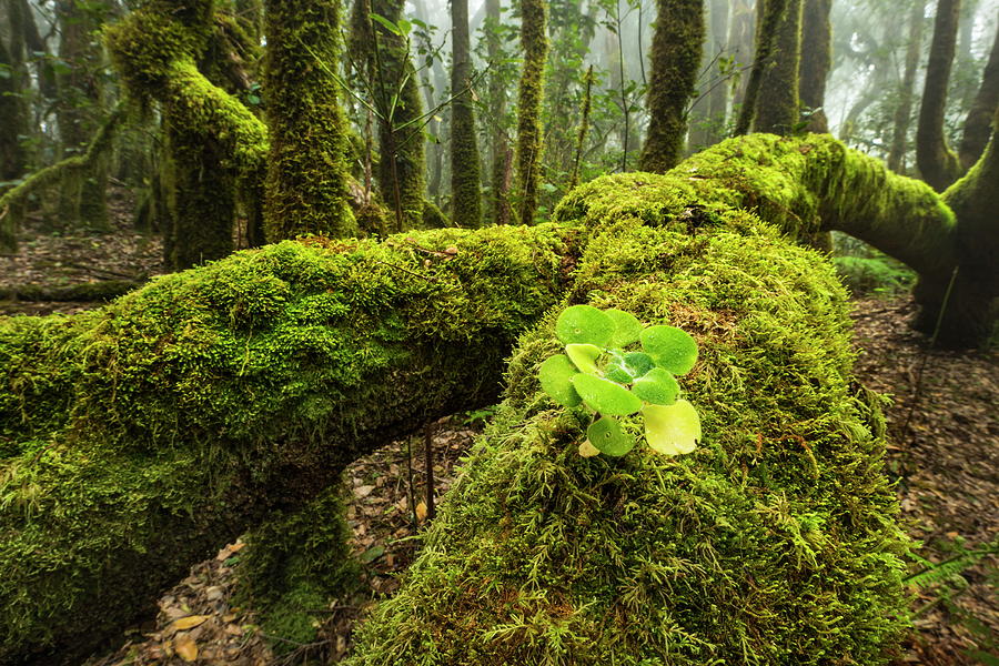 Moss In Cloud Forest #2 Digital Art by Reinhard Schmid