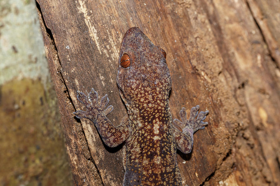 Mossy Leaf-tailed Gecko, Madagascar Wildlife Photograph by Artush Foto ...