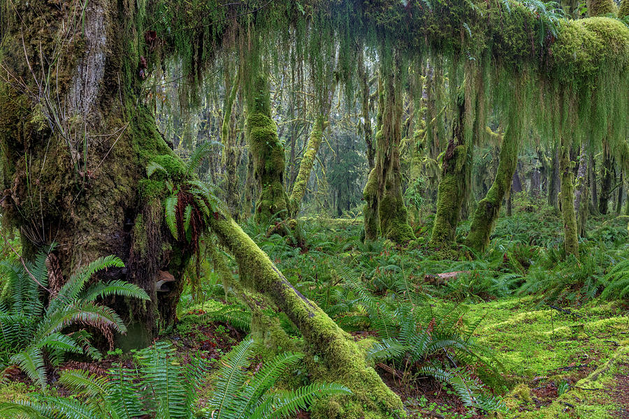 Mossy Lush Forest Along The Maple Glade Photograph by Chuck Haney ...