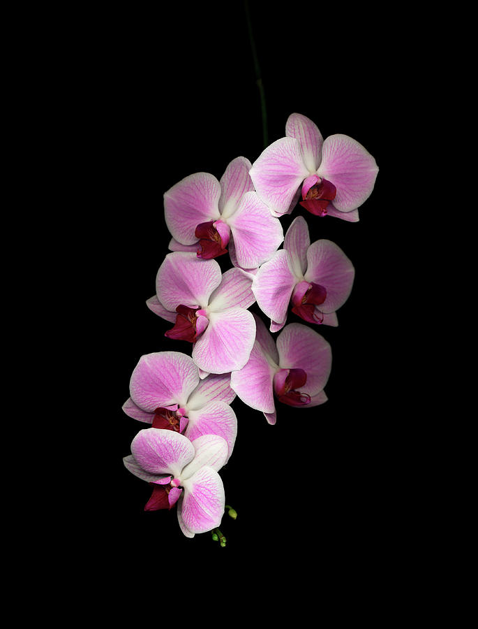 Moth Orchid Hybrid Against Black #2 Photograph by Mike Hill