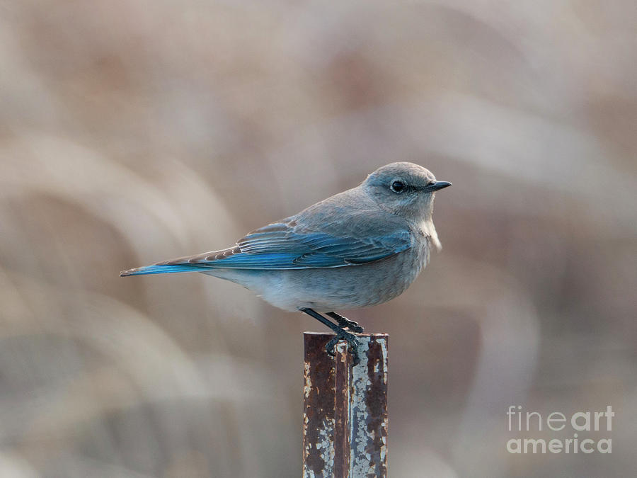 Mountain Blue by Mike Dawson Mountain Blue by Mike Dawson