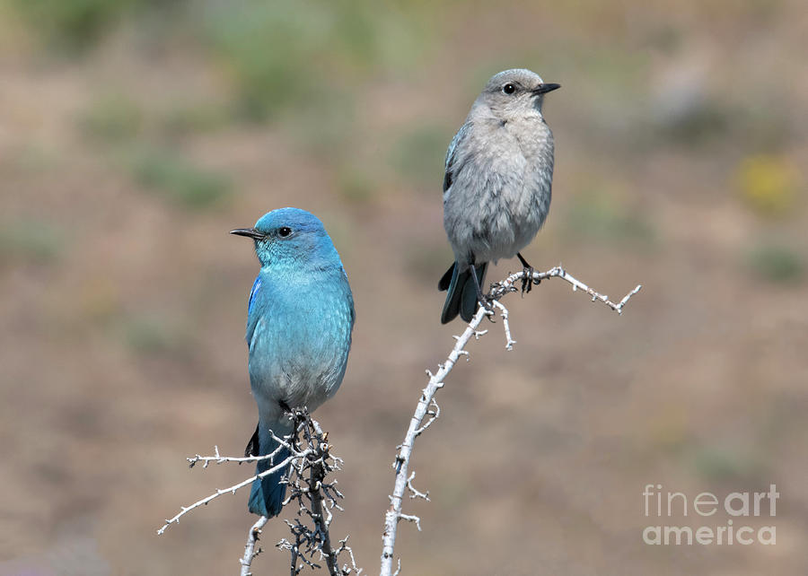 Mountain Bluebird Pair by Mike Dawson Mountain Bluebird Pair by Mike Dawson