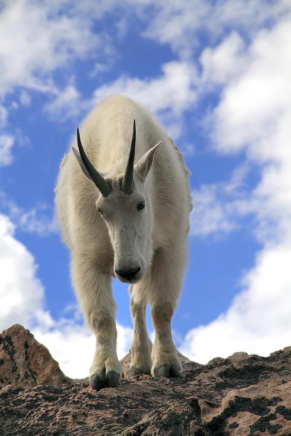 Mountain Goat Oreamnos Americanus #2 Photograph by John Kieffer